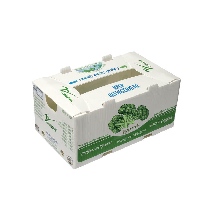 OEM工場は,新鮮な甘いトウモロコシ ブロッコリー バッグプラント ジンジャーボックスのためのPP プラスチックの波紋箱を生産