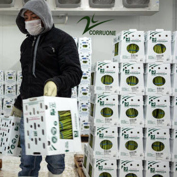カスタマイズ 可折り 可色彩のPP プラスチック コレックス コルフルート コロプラスチック リサイクル 野菜 果物 収納箱