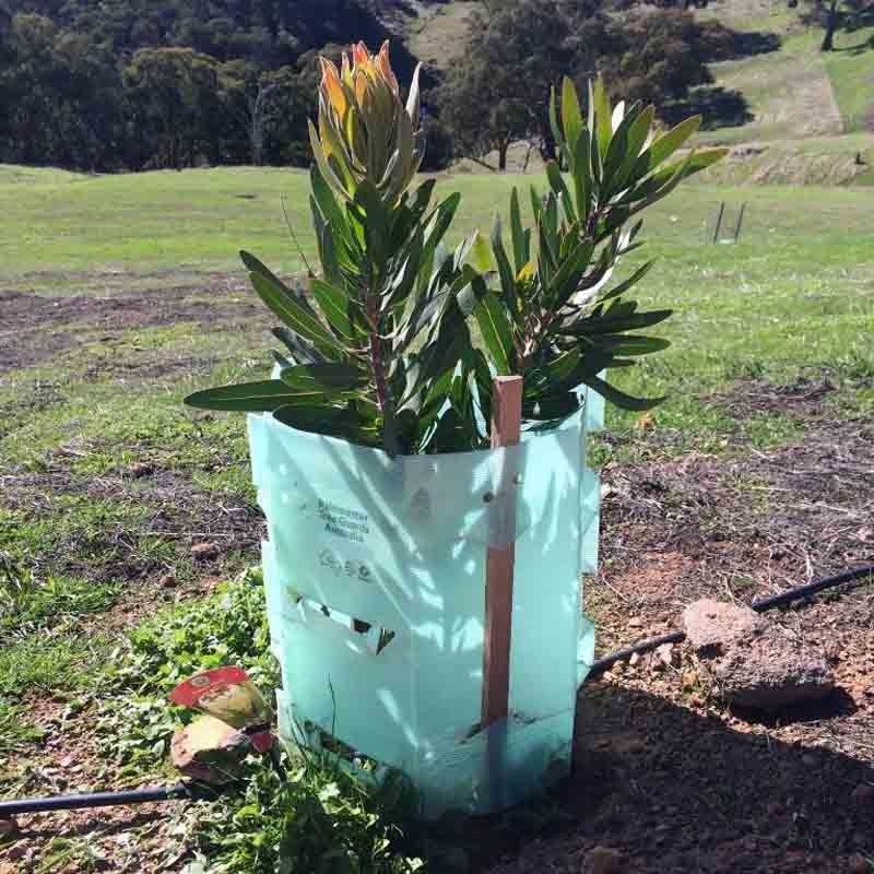 PPはプラスチック木の監視コルフルートのプラスチック木の幹の保護装置を波形を付けた